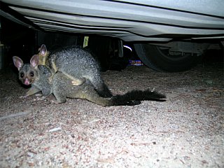 A cuddly family of opossums brightened our evening at a rest stop near Townsville.