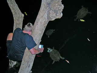 Turtles coming to investigate a bright light at Mataranka camping park. (Picture: Gandi)