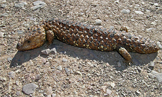 The chocolate bar lizard. These buggers were all over the dirt roads in South Australia! (Picture: kuvaweopu)