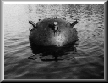 [Mines]